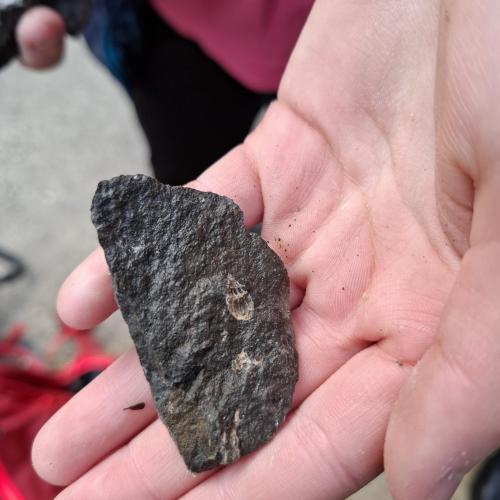 Fossilien