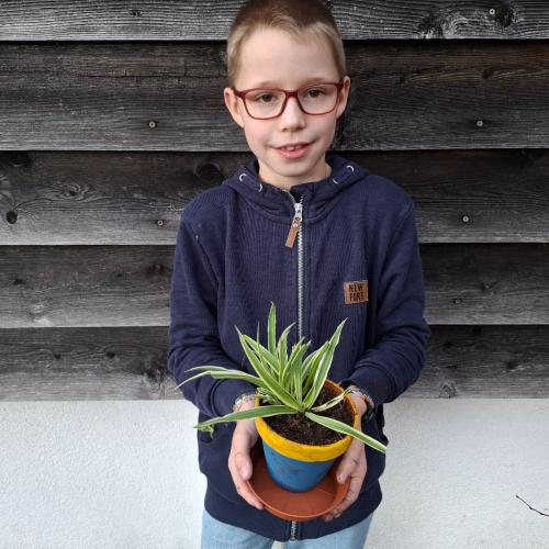 Pflanzenwuchswettbewerb