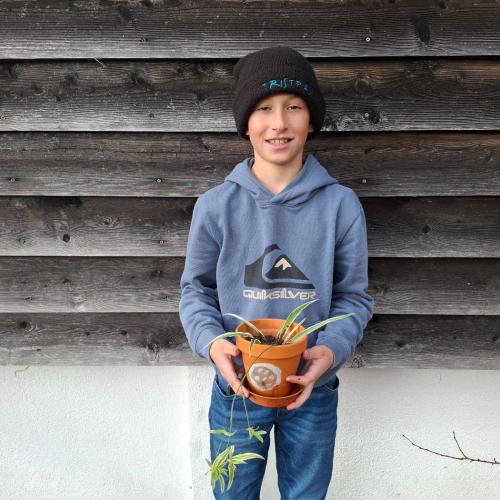 Pflanzenwuchswettbewerb