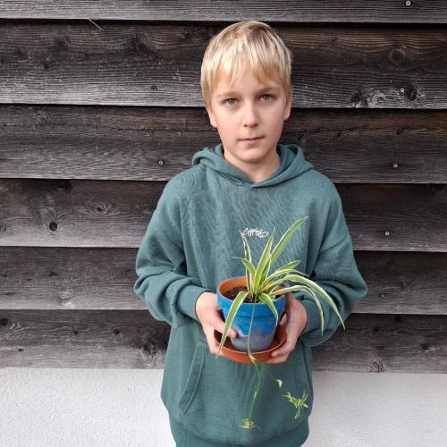 Pflanzenwuchswettbewerb