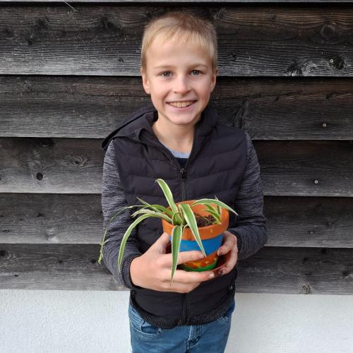 Pflanzenwuchswettbewerb