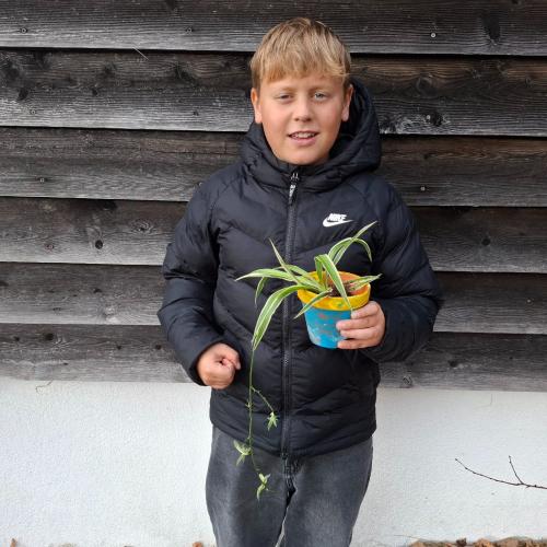 Pflanzenwuchswettbewerb