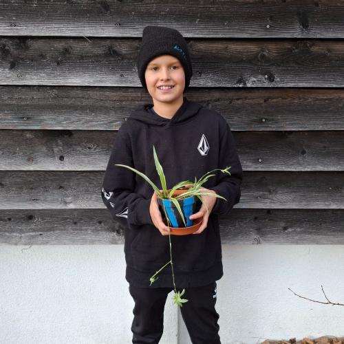 Pflanzenwuchswettbewerb